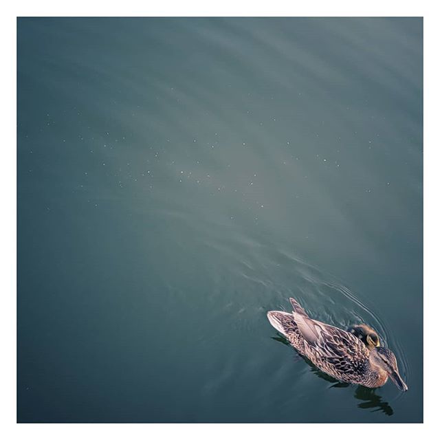 veena_sr's tweet photo. This duck and her little duckling (if you look closely) came to pay us a little visit by our boat 🦆#quack .
.
.
#nature #bird #duck #travel #instatravel #instasail #sailinglife #nomad #nomadiclife #birdsofinstagram #germany https://t.co/EabSQwhfVs https://t.co/Z2z671dqhs