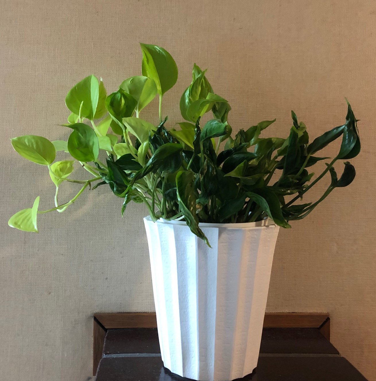 Shinko うちの観葉植物のフォルムが縄文土器っぽいと思うのですが 火焔型土器 ポトステルノシャングリラ ポトステルノシャンゼリゼ ポトステルノサンシャイン T Co bys727tu Twitter