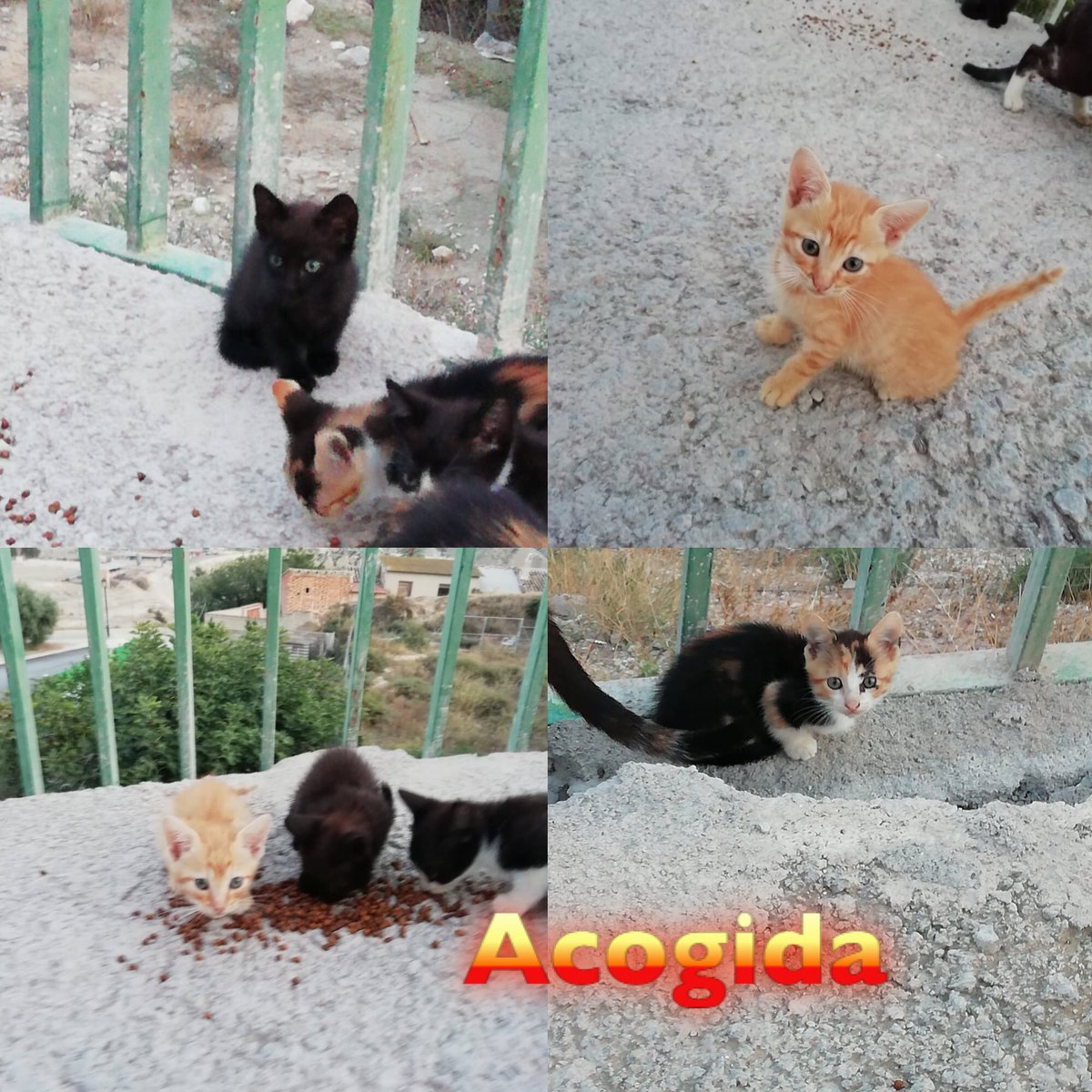 #Murcia #AyudaConUnRT #BuenosDiasATodos #AvalanchaDeGatitos #FelizJueves 4 bebés han aparecido en una de las colonias, necesitan #Acogida están en un lugar que pasan muchos coches  <a href="/ReyesTensi/">Tensi Reyes</a> @silviaromera1 <a href="/pinpanpum/">baña la tierra negra</a> <a href="/DesventurasCleo/">Difusiones Cleo</a> <a href="/isabelarcos6/">Isabel</a>