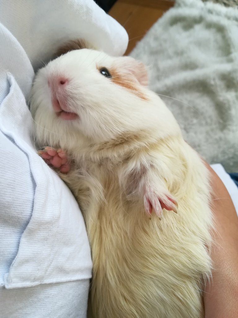 Yume 甘えたな春ちゃん モルモット イングリッシュモルモット 小動物 Guineapig Cavya T Co Svo4xprroc Twitter