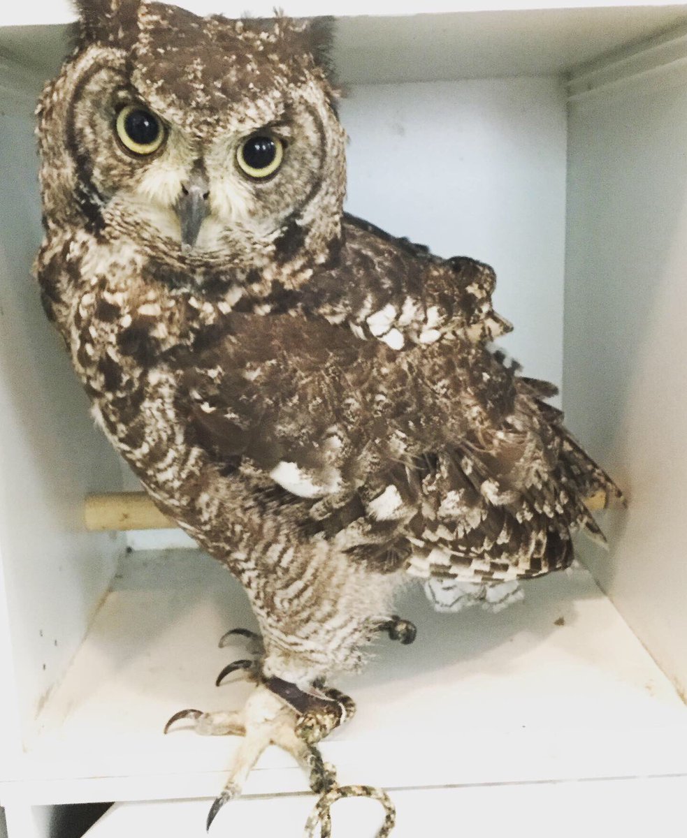 いけふくろうカフェowlcafe 狭いところがお気に入りのジン 自分の体の大きさわかってる いけふくろうカフェ イケフクロウカフェ ふくろう フクロウ ミミズク アフリカワシミミズク お気に入り 大きい 小さい 家 嬉しい 楽しい 大好き