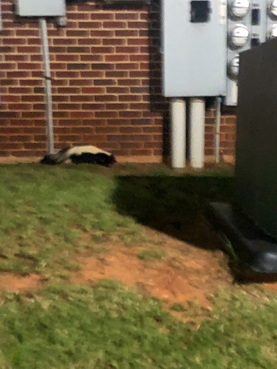 CentralSkunks's tweet photo. Ugh, I just hate paparazzi😩 #ucoskunks #thesuites #letmelive https://t.co/eQcu2HAWDZ