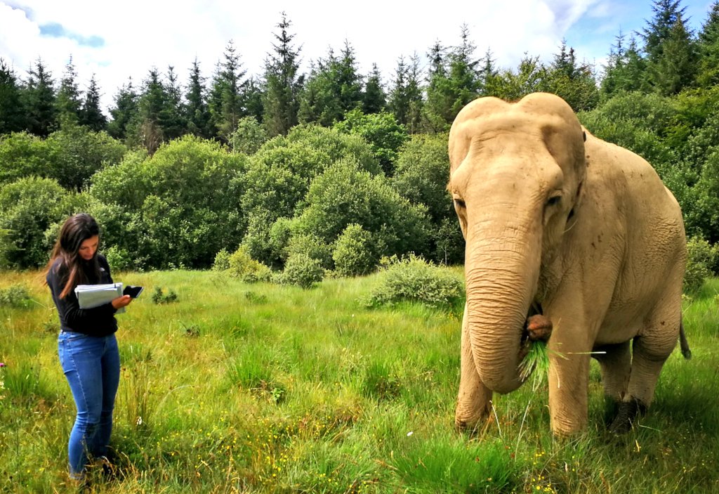 Hey hey! Swansea Science Festival 2019 programme is now live! With exploding food, particle physics for sports fans and @LizzieRDaly chatting about her research life with majestic elephants, to name a few!!! 🌎💚🌳🦕👀🔬🐋🐏🍔⚗️⚛️👩‍🔬➡️swansea.ac.uk/research/in-th…