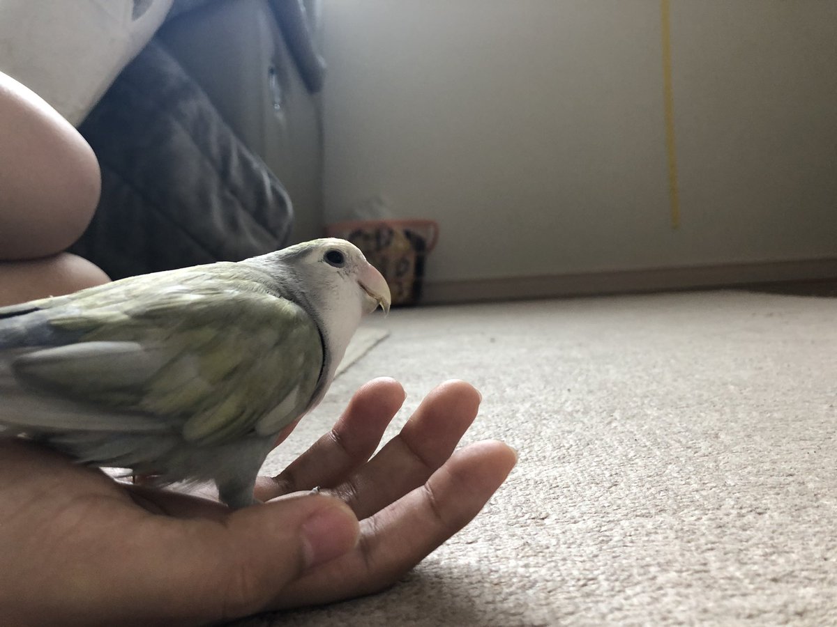ShocoCherry's tweet photo. 5.6年ぶりにチェリーちゃんのこと触れました😭😭😭😭噛まれると穴が開くくらい痛くて触れなかったけど嬉しい💖🕺🏻 https://t.co/WZCf86FExJ