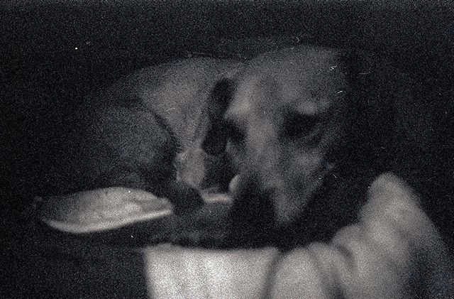 hipshootfilm's tweet photo. Day 10 - Pets #camerachallenge
Totally messed this one up but that’s what you get when you leave your one shot for the day too late!
Leica M6 TTL
@bergger_official Pancro 400
•
•
•
•
•
•
#filmsnotdead #filmphotographic #lomography #silvergrainclassics #thefilmfolk #grain… https://t.co/8f7Cpheiyl
