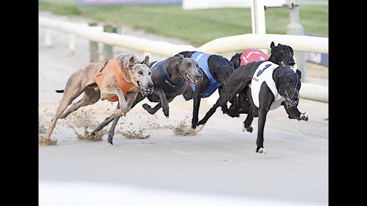 DanielLCLifford's tweet image. Early retirement for Oscar. A way to go in his recovery but he’s home and our sofa awaits. Short and very unlucky racing career but managed to pick up a Derby trial stake along the way. #sofadog