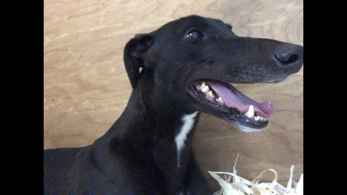 DanielLCLifford's tweet image. Early retirement for Oscar. A way to go in his recovery but he’s home and our sofa awaits. Short and very unlucky racing career but managed to pick up a Derby trial stake along the way. #sofadog
