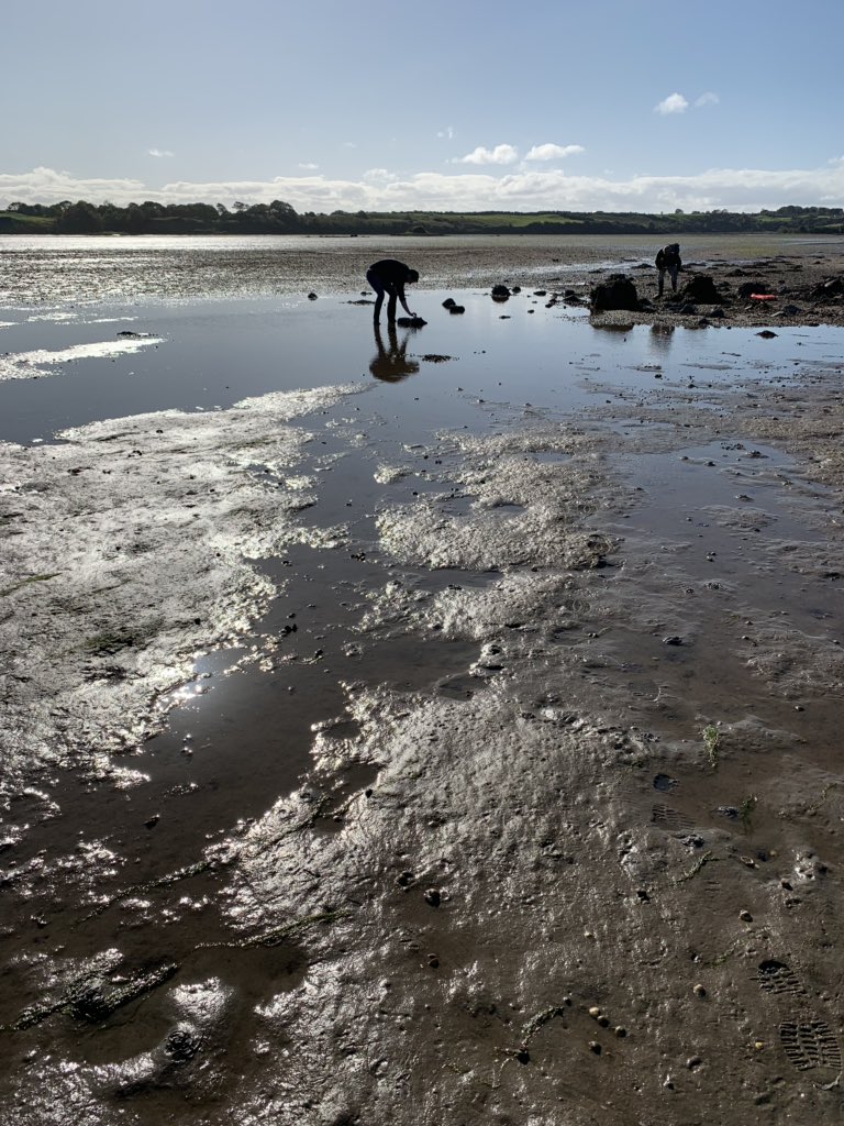 OceanViewMayo's tweet photo. Fabulous day this week foraging for cockles and mussels in #Mayo   #WildAtlanticWay #wildmayo #lookwest #ireland https://t.co/BlArm5J07V