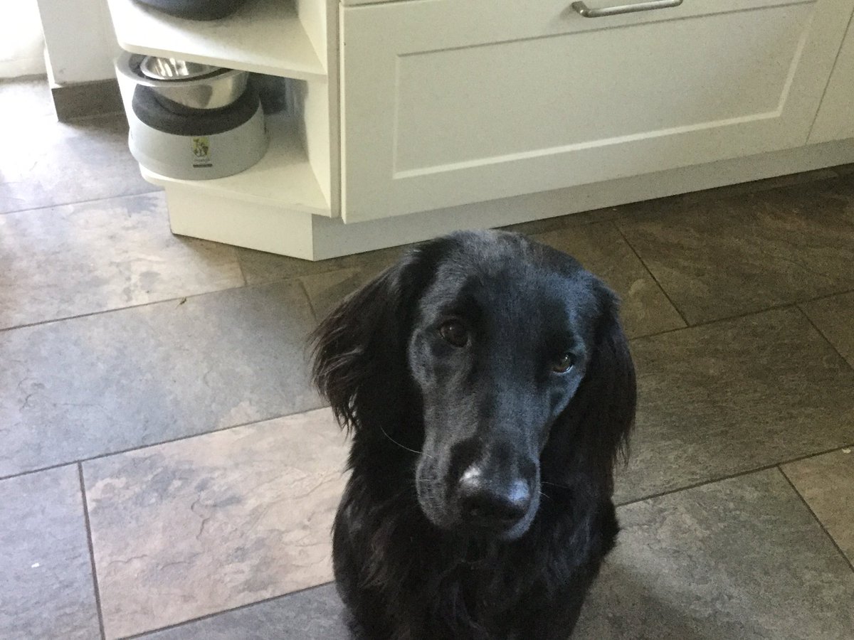 KateHaus11's tweet photo. Darcey begrudges me every mouthful of my breakfast. I should give it to her & then get on with cleaning the kitchen floor. #HausElf https://t.co/e5QuodzJnM