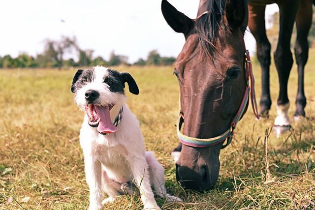 snifffingaround's tweet photo. Złota polska jesień
🍁
#sniffingaround #poland #polska #mydogiscutest #cutepetclub #dogsofinstagram #weeklyfluff #bestwoof #horse #horsesofinstagram #jrt #parsonrussellterrier https://t.co/Sdclz84ssB