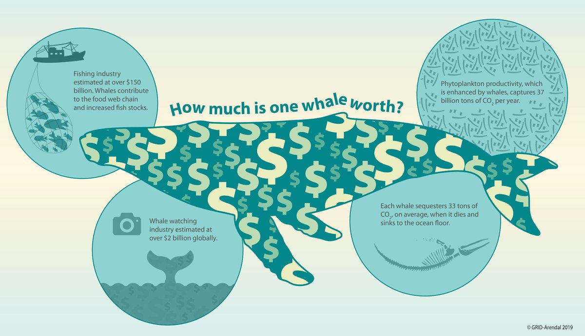 GEFBFP's tweet photo. How much are #whales worth? 1000 tress for climate change action and one trillion USD for the global good! See IMF article: https://t.co/YtfY8vc3xF #ClimateAction #BlueCarbon #WhaleCarbon #Oceans  #NatureBasedSolutions #ecosystemservices https://t.co/nrJpu1AXkt