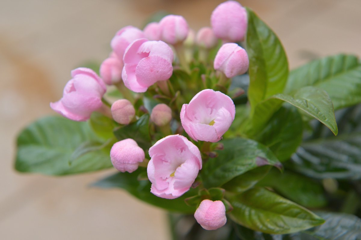 いわい生花 匂い桜の名前のとおり甘い香りが楽しめます 丸みお帯びたが開いていく様子も可愛いです 花 Flower いわい生花 ロマンチックかすみ草 かすみ草 Flowermarket 花屋 生花店