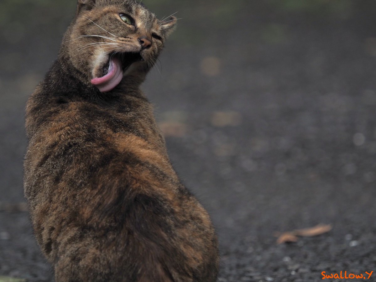 赤燕 19 9 12 猫 猫写真 サビ猫 サビ三毛 サビトラ 街猫 外猫 外猫go Cat 僕らの居場所は言わにゃいで フラッシュ使って撮らにゃいで