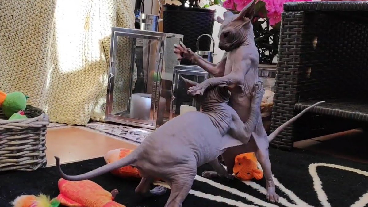 MeowMoeDotCom's tweet photo. Cute #Sphynx #Kittens, little ...
#Cats #Cat #Kittens #Kitten #Kitty #Pets #Pet #Meow #Moe #CuteCats #CuteCat #CuteKittens #CuteKitten #MeowMoe
#AdorableAnimals #BestCatsAnimals #BestCatsVideo #CuteCatsVideos #CuteKittens
https://t.co/gW5wSEuw9R
. https://t.co/KVkfGsCKlQ