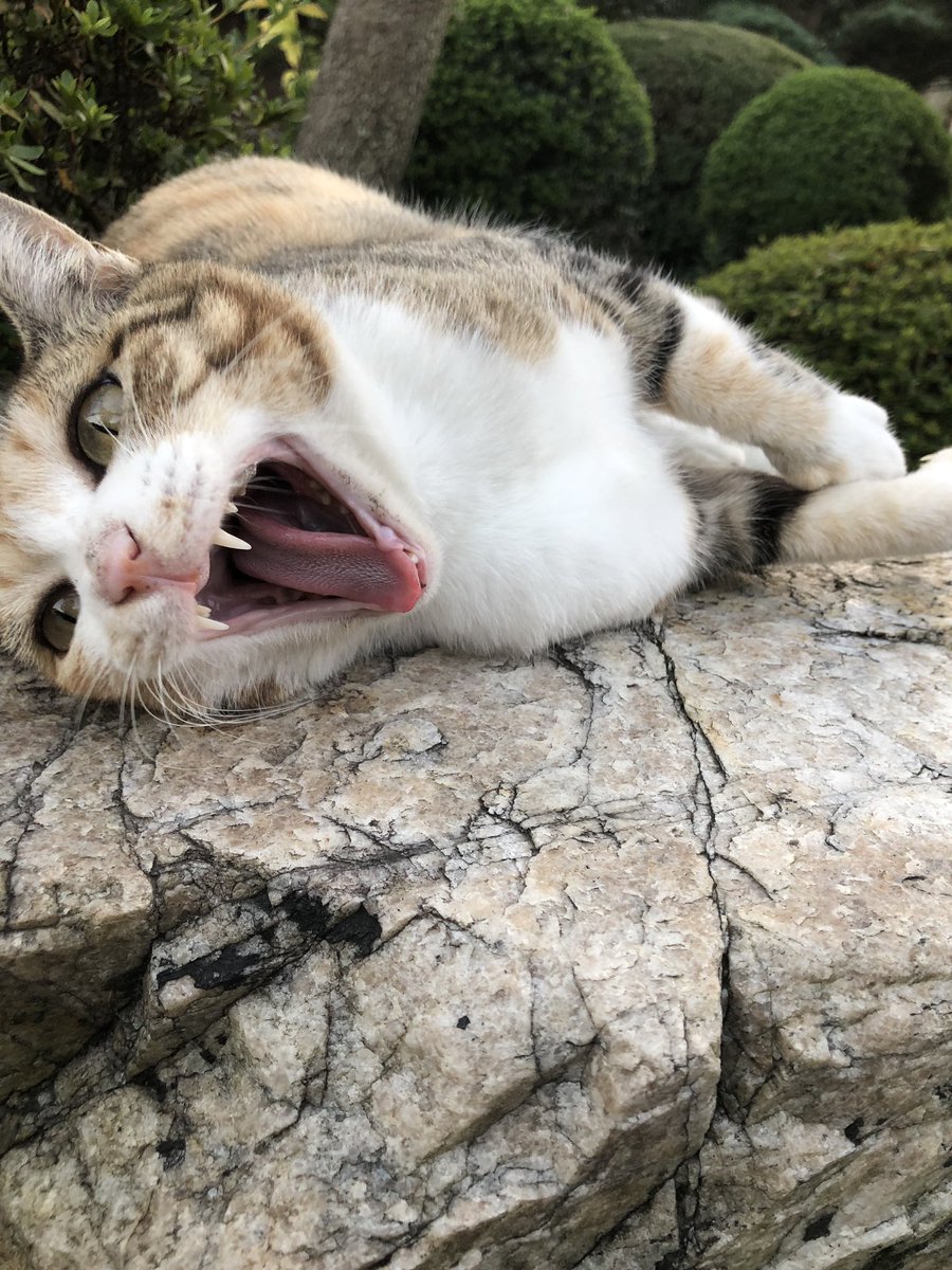 agriaccount's tweet photo. ダサい、、、ダサすぎる、、、
横着してポイント打たずにやったらこの有り様、、、学びました、、、
って落ち込んでたらトラさんが癒してくれた🐈 https://t.co/C7VH1lVkkZ