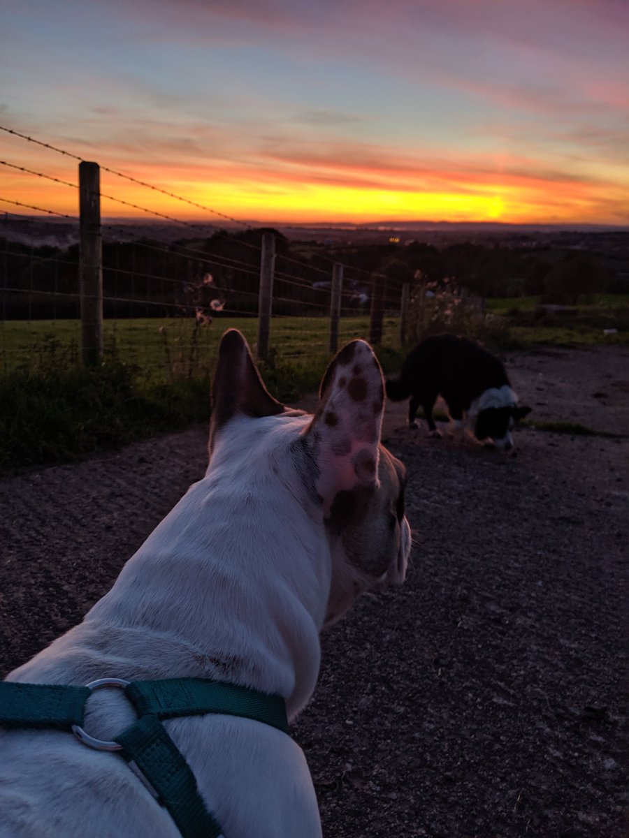 BethanyLDaly's tweet photo. Dogs @ sunset with @RachAnderson96 #home https://t.co/F1ZsvIwvES