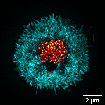 Snusmumrik_K's tweet photo. Gemstone of human T-cell :) TIRF-SIM, Actin (cyan) and TCR (red), thanks James Felce for the beautiful sample #tirfsim https://t.co/Jy4oxUJfsg