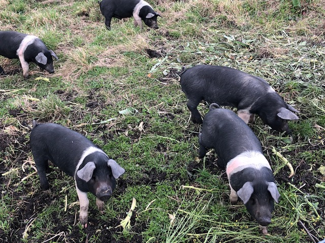 AusHCSriLanka's tweet photo. Learning from Matthew and Sadie at Fat Pig Farm in #Tasmania about the importance of knowing where your food comes from, sustainable food production and soil health. #yourambassadors #gourmetfarmer #freerange #fatpigfarm #sbsfood #discovertasmania 🇦🇺 https://t.co/azpi5rwBMI