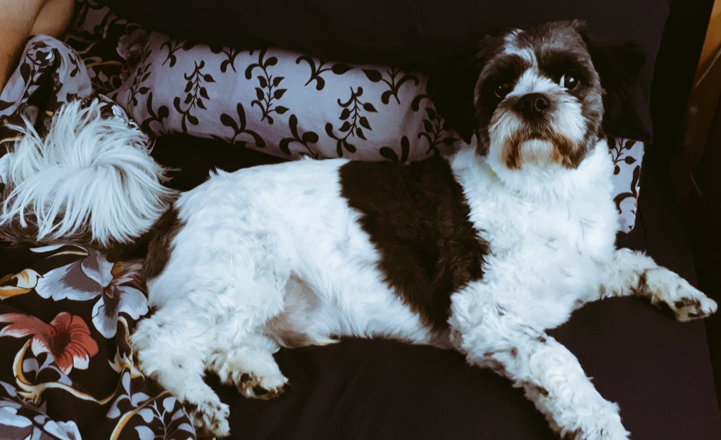 Mintyminxy's tweet image. He&apos;s got the right dickens in him this morning! 😁 #BouncyBear 🐾  #PaintMe..