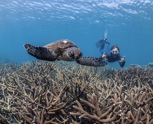 OUT OF OFFICE // Back in 8 days ✌🏼 #Repost @carnarvonvisitorcentre
・・・
📸 @OceanCollectiveMedia  #AustraliasCoralCoast #CoralCoast #TurtleLover #ThisisWA #JustAnotherDayinWA #SeeAustralia #CoralCoastHighway #CoralBay #NingalooReef #NingalooRegion #Tur… ift.tt/2QefhR8