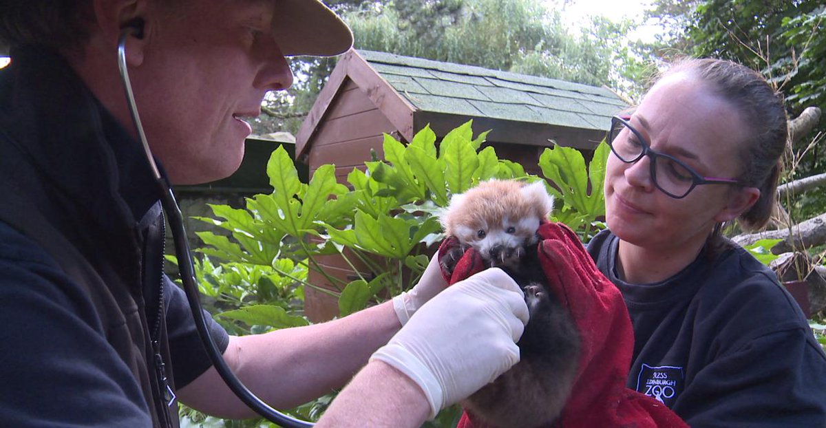 EdinburghZoo's tweet photo. Bruce and Ginger had a boy! 😍 Meet Ruaridh, our extremely adorable red panda kit. His name means red-haired king and was chosen by the team @PostcodeLottery , whose players funded our red panda enclosure in 2017. https://t.co/EZAVwbDVek