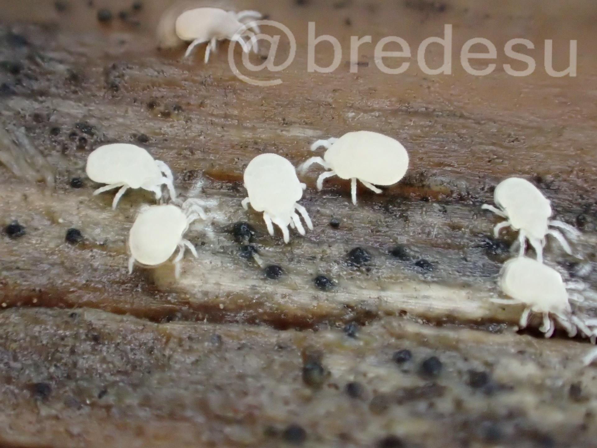 ぶれ 白いダニの方々 T Co 7qi7a3q0zk Twitter