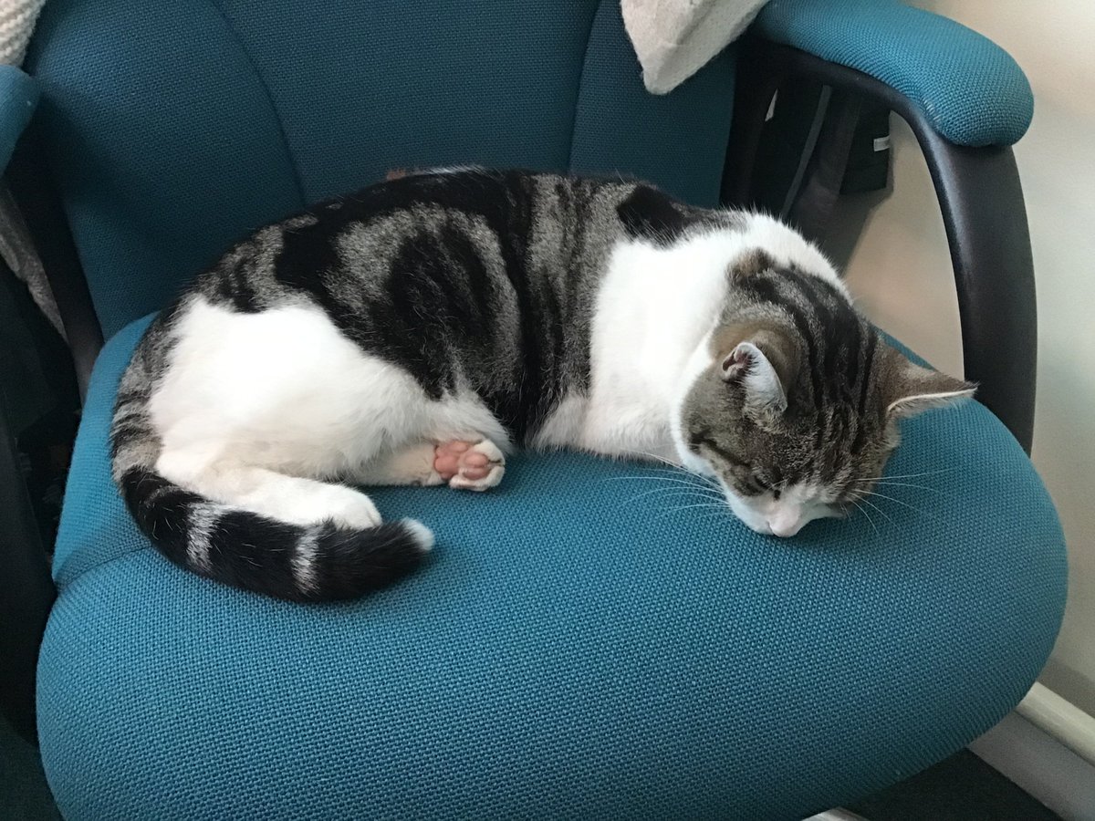 OutwoodsCat's tweet photo. I've just had a visit from Molly @RacemeadowDog ! She sniffed in MY office and lay down under MY table!!  I must admit I did wait until the coast was clear before taking up my morning spot on the HT's chair. I suppose she's alright for a D-O-G! #CatsOfTwitter #Cats #fursday https://t.co/NeLyXXxvmK