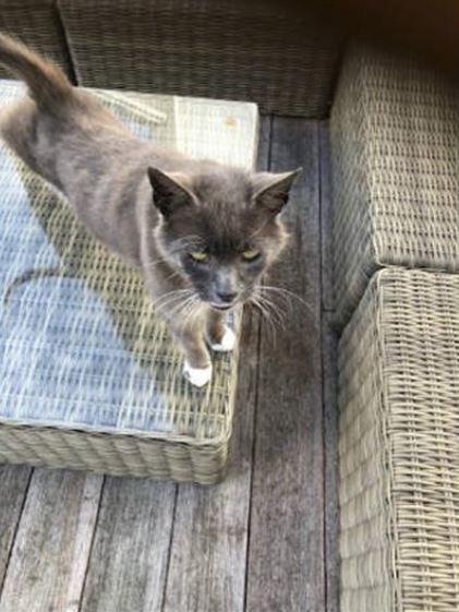 cpcheltenham's tweet photo. Meet Tash! 🙀

Lively Tash is around 10 years old &amp; needs a new home because his owners no longer have the space to care for him.

He is full of personality, loves to give attention &amp; would make a fantastic lap cat! 😻🐾

https://t.co/jBz00t9uJN https://t.co/B9myu4e3rW