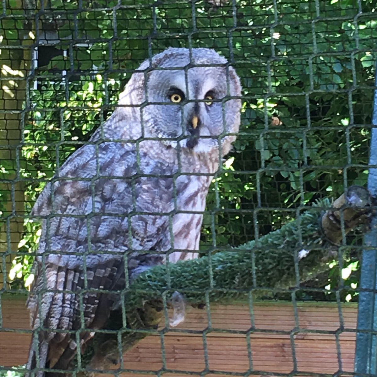 Miss_Jo_B's tweet photo. Today’s agenda is simply owls!! @HawkConservancy #inductiontrip #owls https://t.co/PEnTEQTWK0