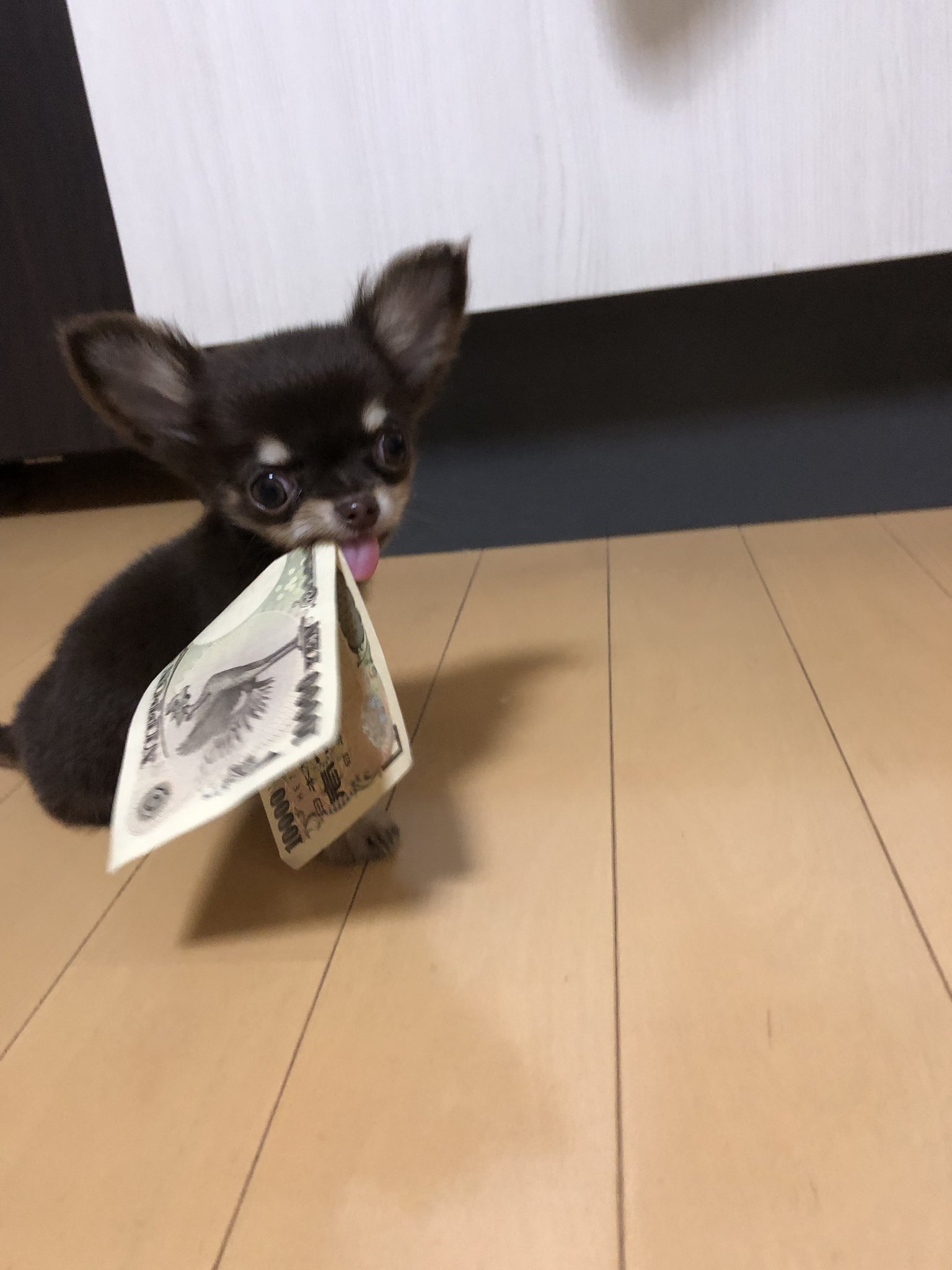 8008ten8008 Twitter પર ティーカップチワワ 極小犬 チワワ 手乗り犬 万犬 T Co Avjuk4rkje Twitter