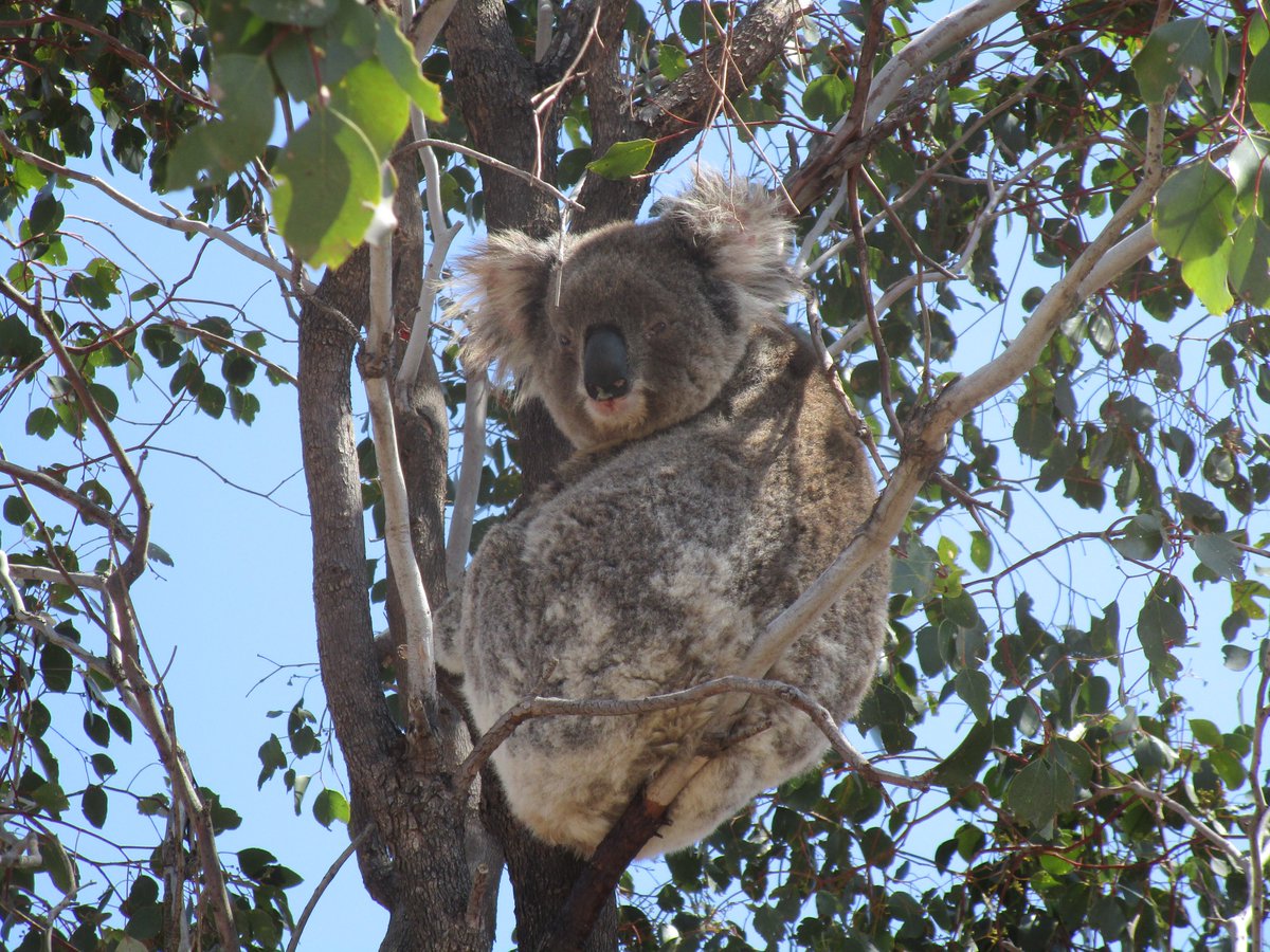 TimCurran8's tweet photo. Finally, a #koala! After many weeks of looking we saw this fella in a poplar box 30 km west of Gunnedah on the Oxley Highway. https://t.co/CJMxME8LK5