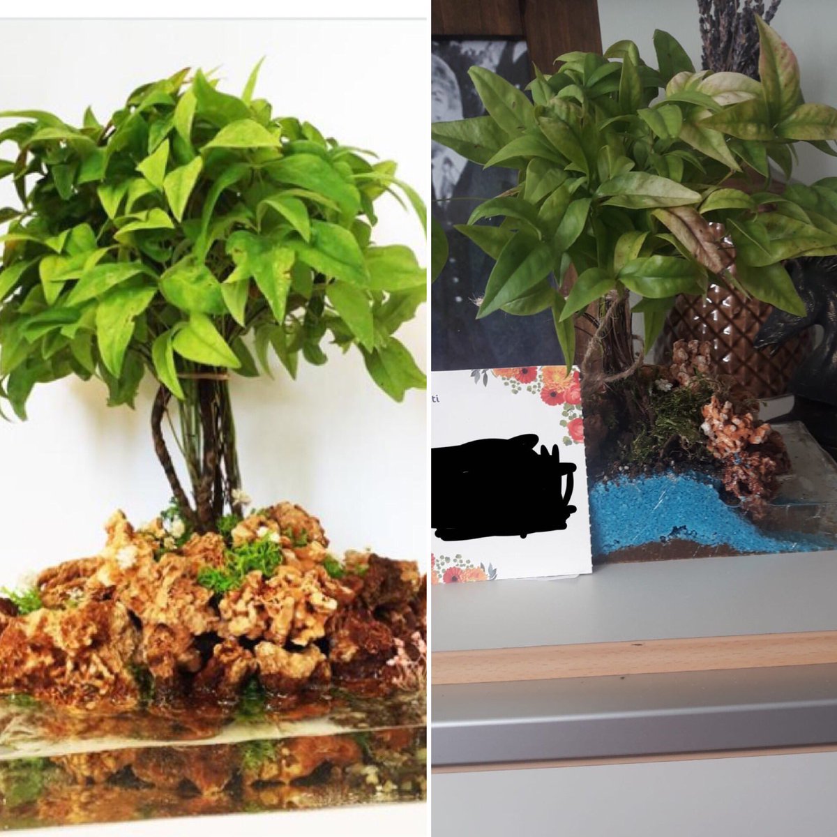 Sitede sergilenen çiçek ile gönderilen çiçek arasındaki 7 farkı bulun demeyi çok isterdim ama bu o kadar kolay ki... Tam olarak hayaller ve hayatlar arasındaki fark gibi... Bizi bir kere daha hayal kırıklığına uğrattığınız için teşekkürler <a href="/ciceksepeti/">Çiçeksepeti</a>