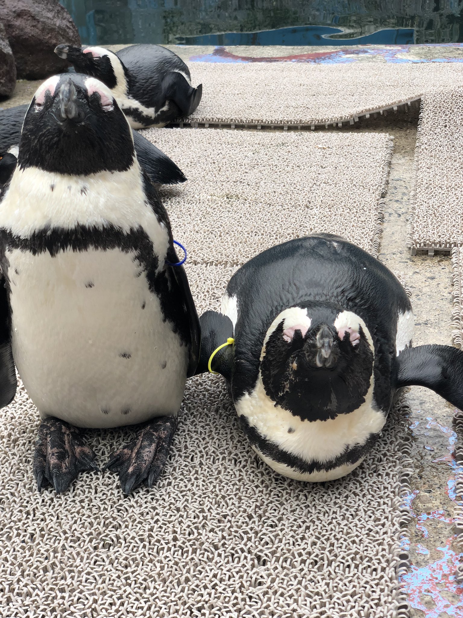 東北サファリパーク サル劇場 公式 ペンギンたちの寝顔 皆さん今日も一日お疲れ様でした 明日もお仕事や学校頑張ってください 週末は東北サファリパークへ W おやすみなさい 東北サファリパーク ケープペンギン 岡村さん 二宮