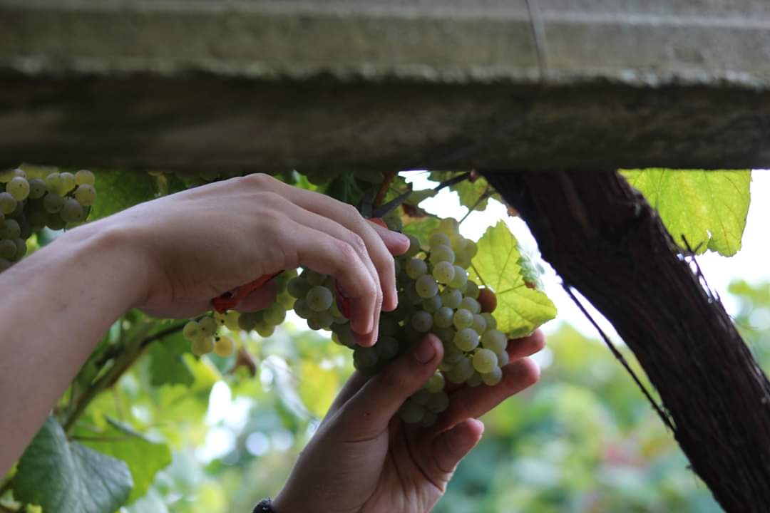 BOUZACARRIL's tweet photo. Vendimia y fermentación, hermosas y duras  tareas de la bodega en estos días!!! https://t.co/K58eQ3Ch8G
