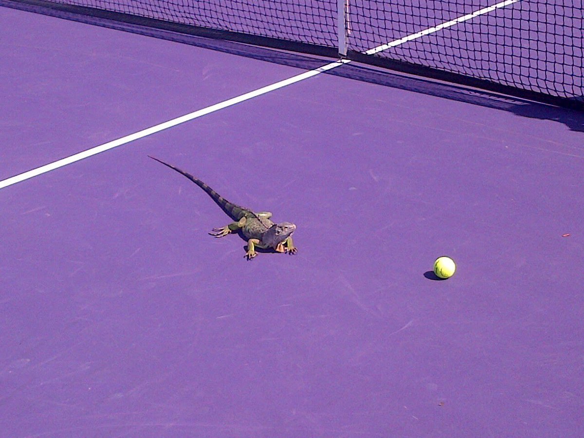 Tennis in Florida. #TennisForEveryone