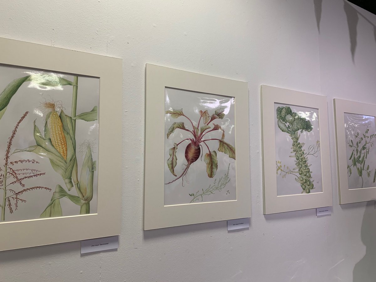 Only a few days left to see the Graduate Diploma Show! In this beautiful exhibition of botanical painting, graduates show their collections of gorgeous botanicals, with themes from seaweeds, allotment cabbages, plants found in fairy tales, lichens and more. Ends Sunday #RBGEgrad
