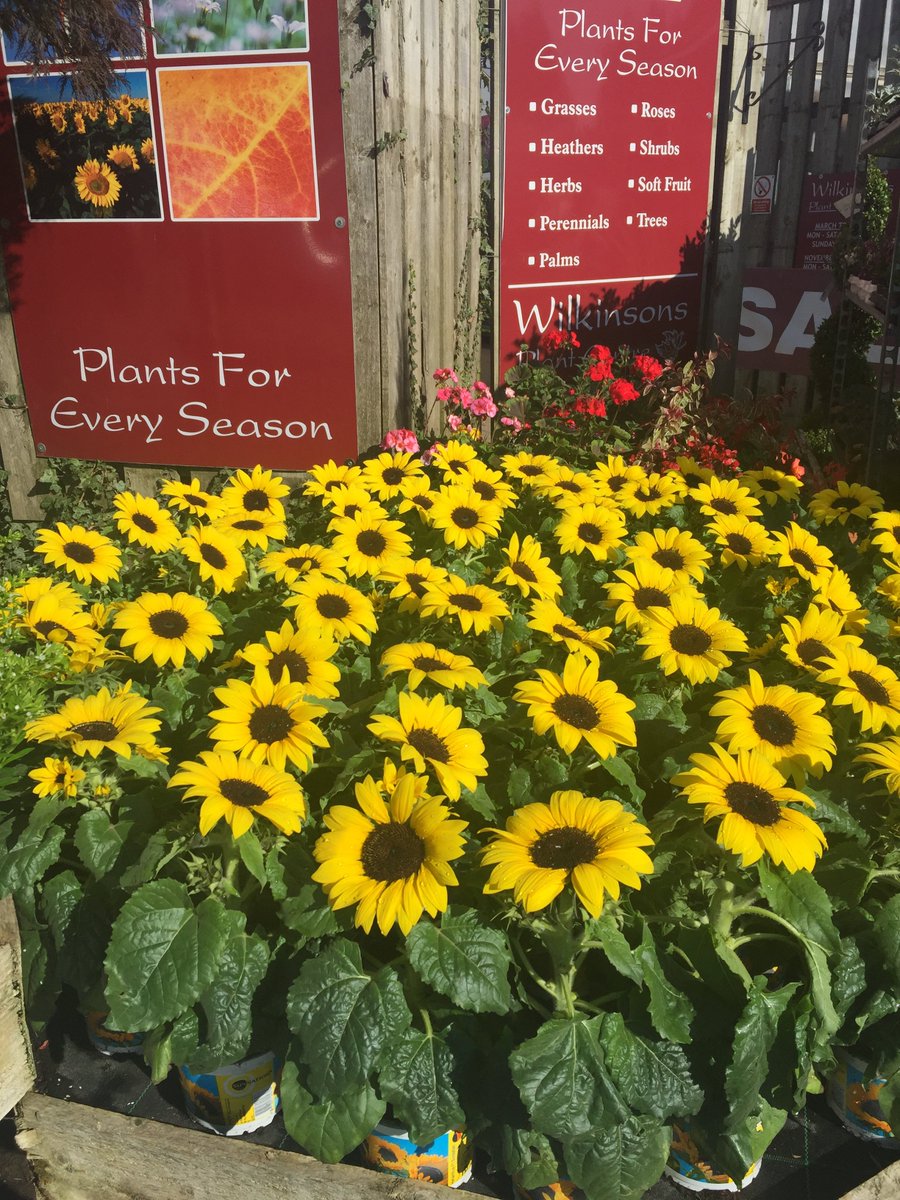 WilkinsonsLand's tweet photo. AUTUMN PLANT SALE NOW ON! 10% OFF all plants, pots &amp; compost or 20% OFF with our share and save card.
Also other great offers, check out these Helianthus (Dwarf sunflower) 13cm HD was £1.99 NOW 79P 🌻🌻🌻
Our sale won't last long so don't miss out! 🌹🌳 https://t.co/yUs5UyW25G