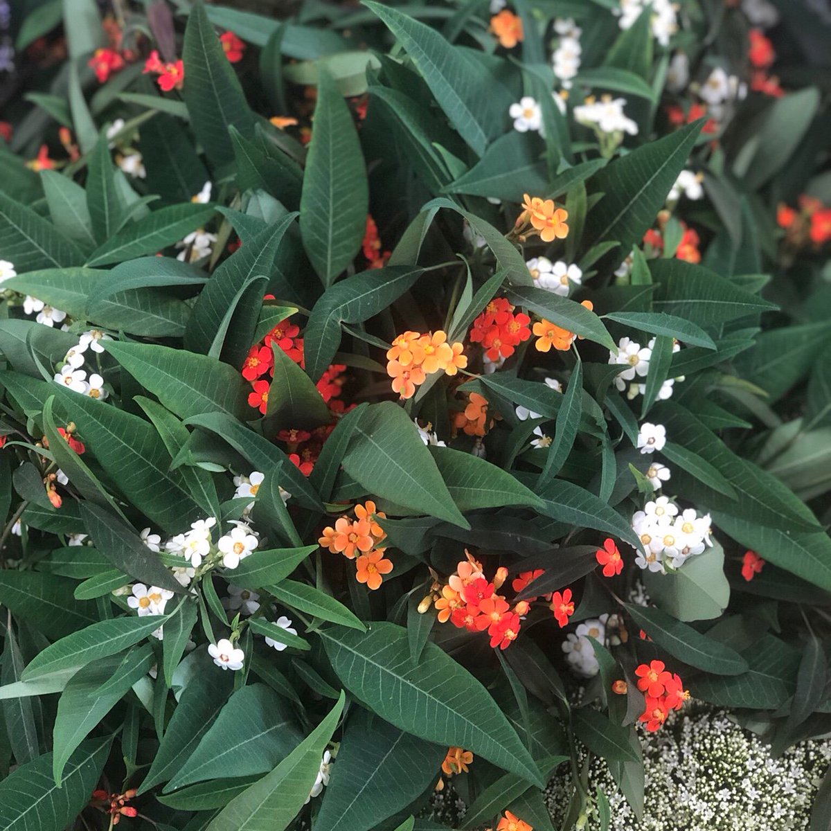DutchFlowerAD's tweet photo. Gorgeous euphorbia! 😍 https://t.co/TaEg4xa05h