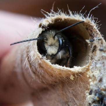 bee_conservancy's tweet photo. The cutest little #nativebee you ever did see!
#THBC #savethebees #nativebees #honeybees #welovebees #allthebees #beeambassadors #backyardbees https://t.co/cZ3gnxmOel
