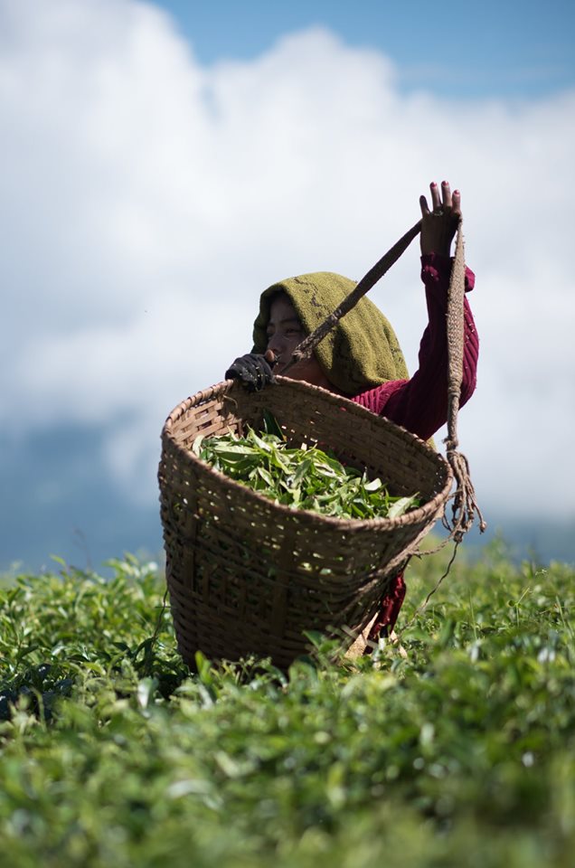 TeaboxTea's tweet photo. Here's to all the brave, hardworking and passionate people of tea, who make our most favorite beverage possible! #HappySipping #OnlyFreshTea #Teabox https://t.co/9EQJVSrx4W