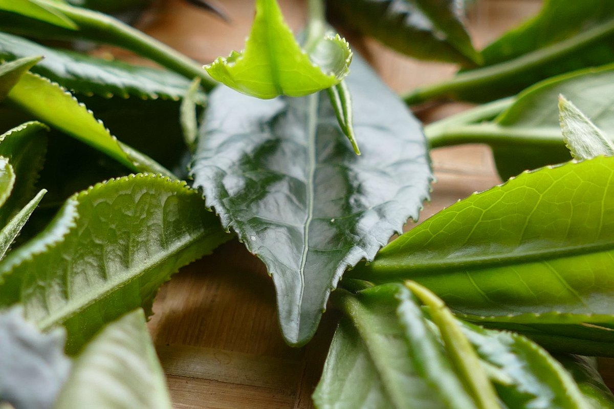 windyhollowscot's tweet photo. Naturally grown WindyHollow tea leaves ๐they bring me so much joy ๐#tea #tealeaves #leaf #camelliasinensis #Scotland #certifiedorganic #thee #tee #biotee #green #ClimateAction #teagrower #teamaker #teaknowledge #Scotland #Perthshire certified with the wonderful @BiodynamicUK https://t.co/SxdWsYhprK