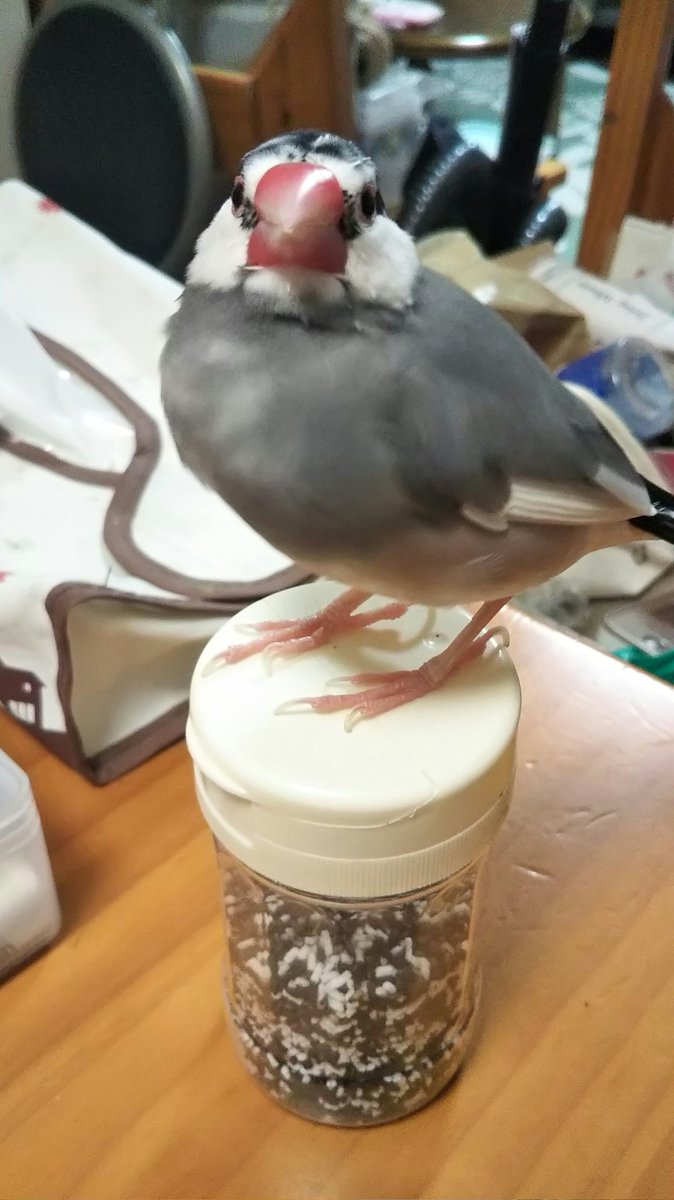 ゴマ Goma V Twitter 今日の文鳥ゴマ 文鳥 Buncho Javasparrow ごま塩の上に乗るごま塩文鳥 ここで整いました ご飯のお供と掛けまして 文鳥好きの僕と解きます その心は どちらも僕にはごま塩 ごま塩文鳥 が必要でしょう ゴマ Goma V Twitter 今日の文鳥ゴマ 文鳥 Buncho Javasparrow ごま塩の上に乗るごま塩文鳥 ここで整いました ご飯のお供と掛けまして 文鳥好きの僕と解きます その心は どちらも僕にはごま塩 ごま塩文鳥 が必要でしょう
