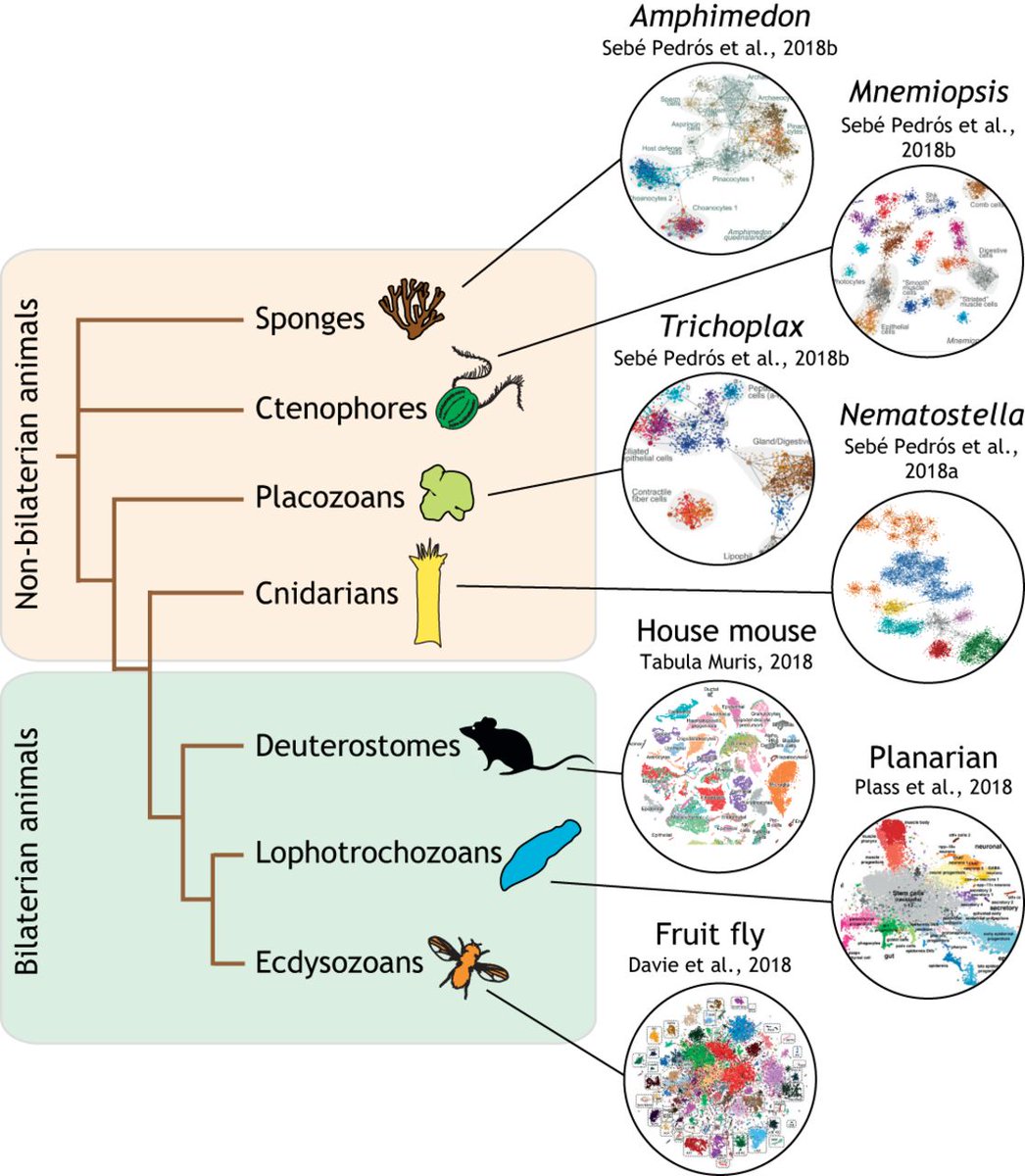 Pawel_Burkhardt's tweet photo. Our latest: How can we define a #celltype? What are the molecular mechanisms of #cellidentity? Can we compare cell types across species and phyla? Many more questions recently discussed at the #EESCellTypes meeting @EMBOevents. @SachkovaMaria @Dev_journal https://t.co/oLsrJGTjp9 https://t.co/YHAQ0dc67R