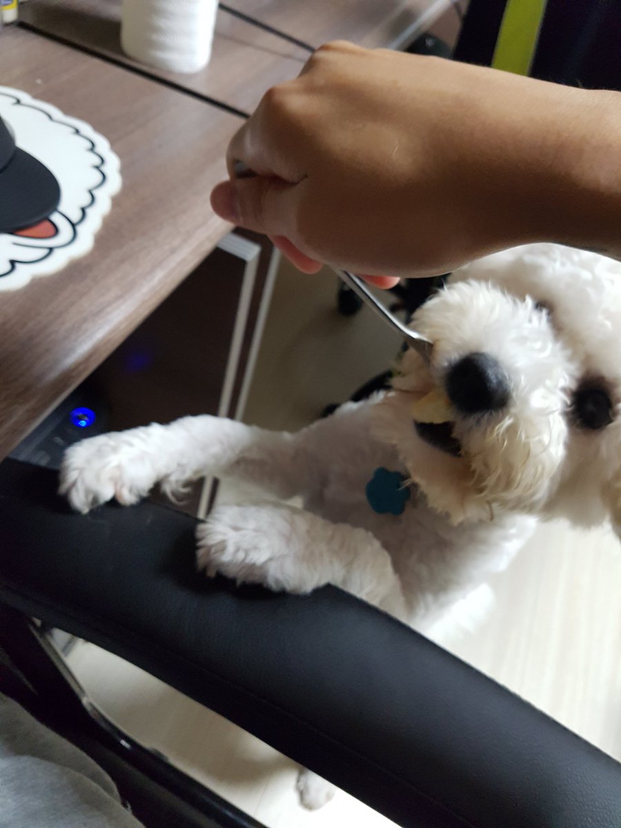 Misa_Home's tweet photo. 사과도둑이야-!!!!! https://t.co/ElkBzcRkhQ
