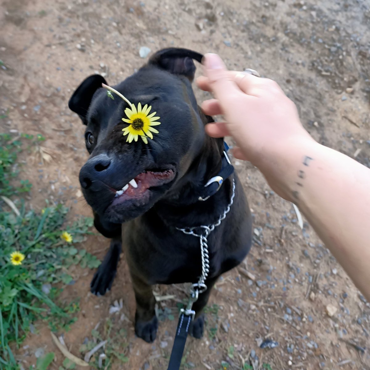Breeroder98's tweet image. Tired to get a nice pic of my dog and flower I dropped the flower 😂🤦 #SMILE
