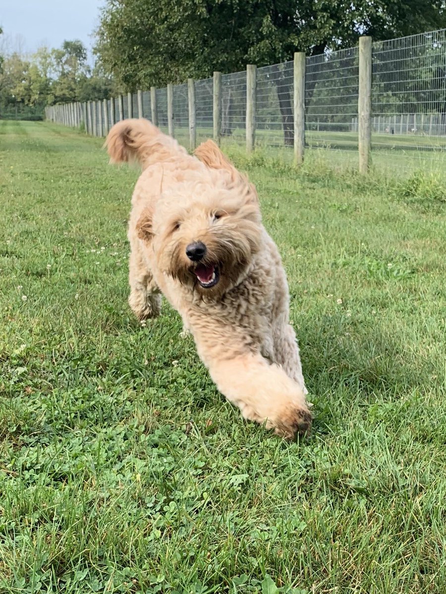 ZakkOnAir's tweet image. I mean, I don’t know if I’ve ever seen my boy any happier. So, go ahead and let #TheBiscuit🐶 make you smile today