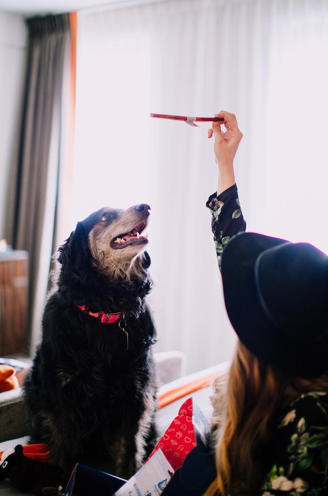 ColcordHotel's tweet photo. We know you work hard so your dog can be pampered. Give your furry friend the staycation they deserve and #StayColcord! https://t.co/54ssBkUWnz