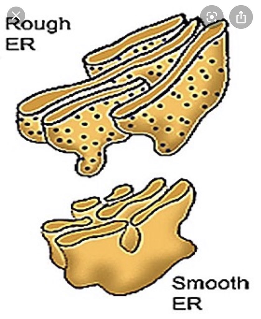 __rough_er's tweet photo. We are studded @__smoothER__  do you wanna be me yet #organellevote2019 https://t.co/PcHMFhlM4M