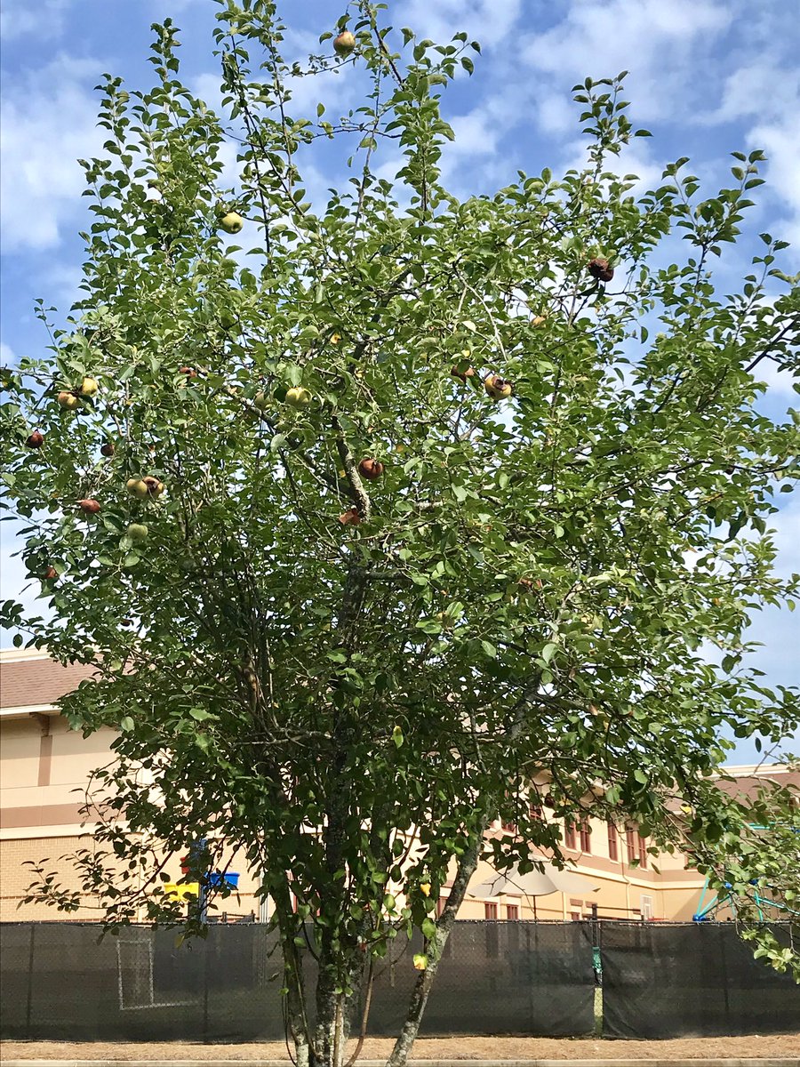 MrsShell_TDA's tweet image. After learning about the life cycle of an apple, we brought our science lesson to life by visiting The Davis Academy’s apple tree! #davisk @GoldsteinVic123