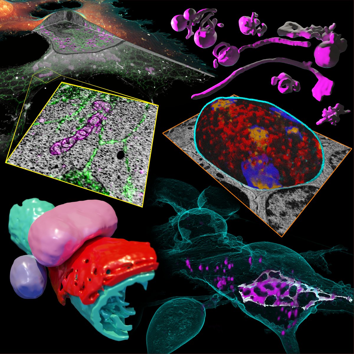 David Hoffman (@davephoffman) on Twitter photo 5 years of work and a huge amount of effort from every one involved, particularly Gleb: biorxiv.org/content/10.110….
Definitely work that could only be done at <a href="/HHMIJanelia/">HHMI | Janelia</a>. 5 years of work and a huge amount of effort from every one involved, particularly Gleb: biorxiv.org/content/10.110….
Definitely work that could only be done at <a href="/HHMIJanelia/">HHMI | Janelia</a>.